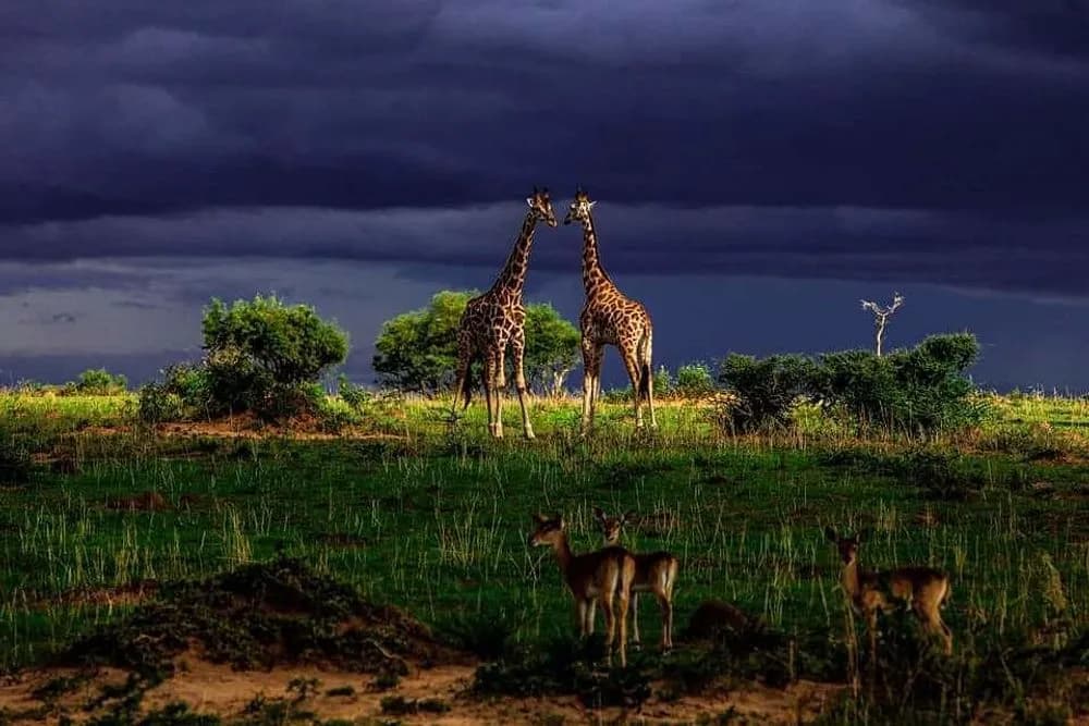 Jógový pobyt se safari na 8 dní · Kampala, Uganda