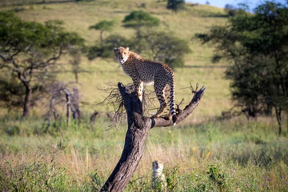Pobyt se safari na 7 dní · Ngorongoro, Tanzanie