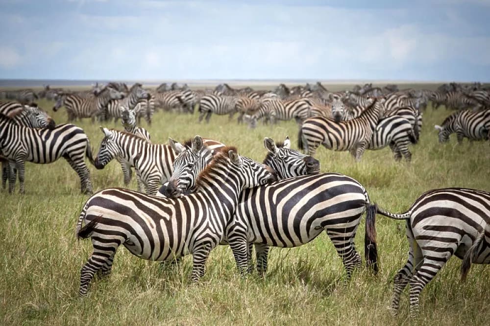 Pobyt se safari na 4 dny · Serengeti National Park, Tanzanie