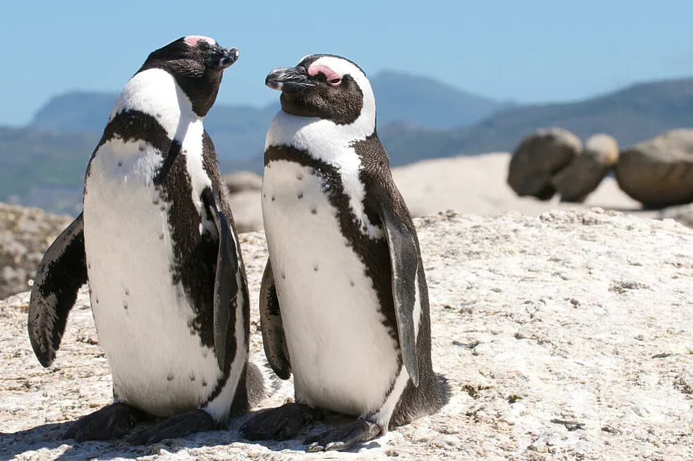 Wellness pobyt na 4 dny · Cape Town, Jihoafrická republika