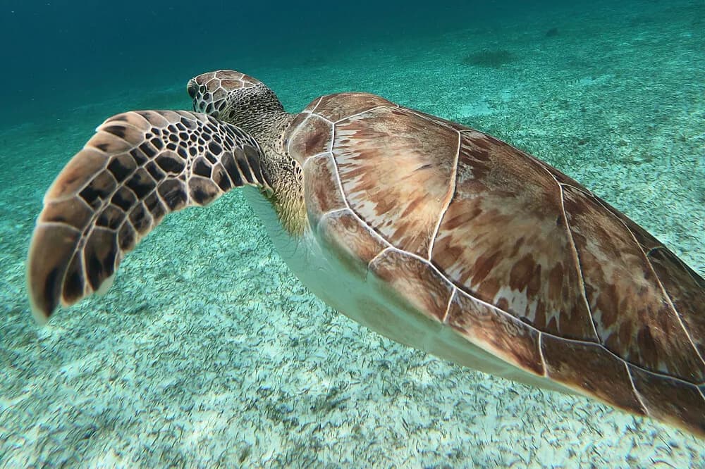 Jógový pobyt s potápěním na 6 dní · Cozumel, Mexiko