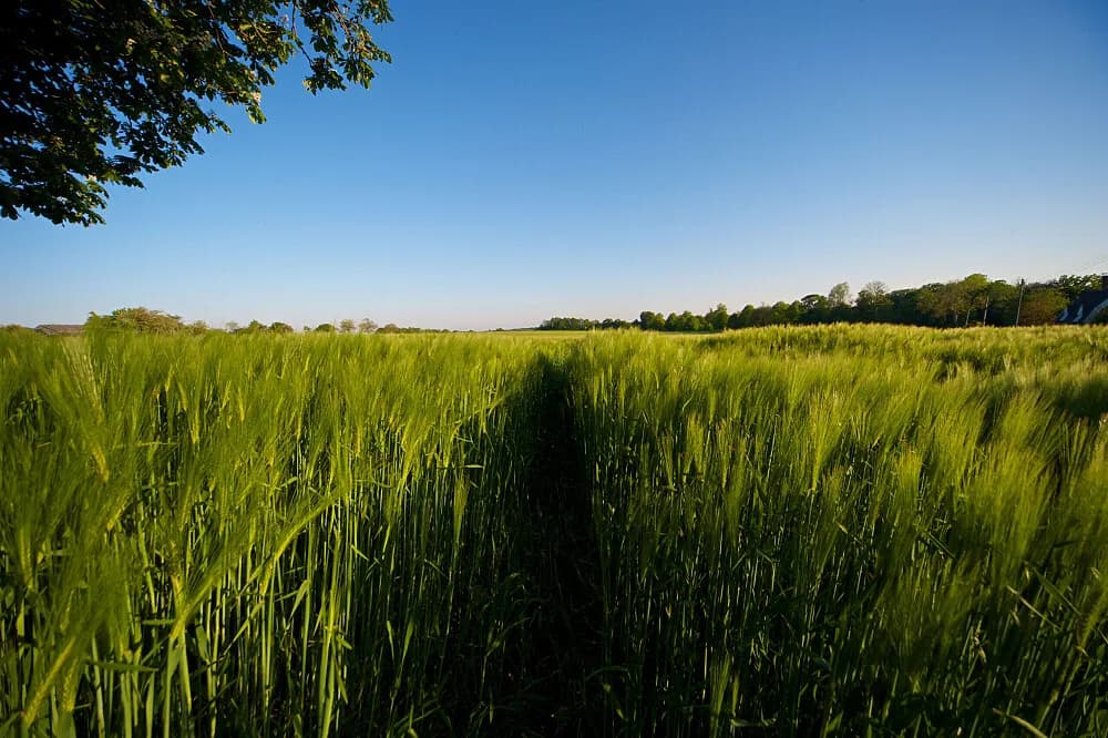 Wellness pobyt s detoxem na 5 dní · Suffolk, Velká Británie