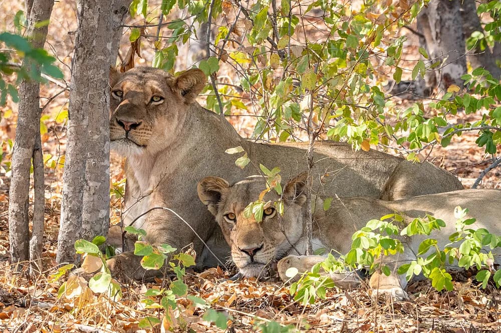 Pobyt na 8 dní · Kavimba, Botswana