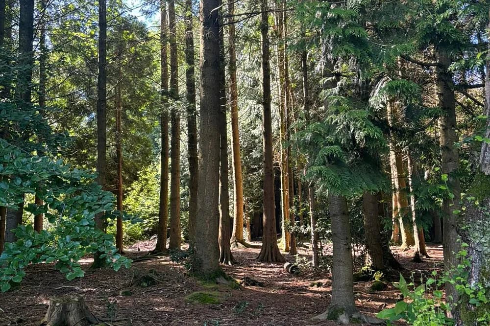 Jógový pobyt na 3 dny · Hadlow Down, Velká Británie