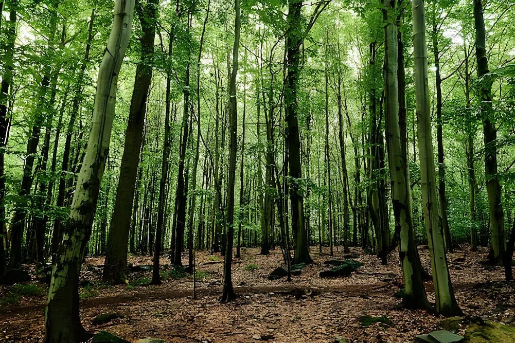 Wellness pobyt s půstem na 10 dní · Toyota, Japonsko