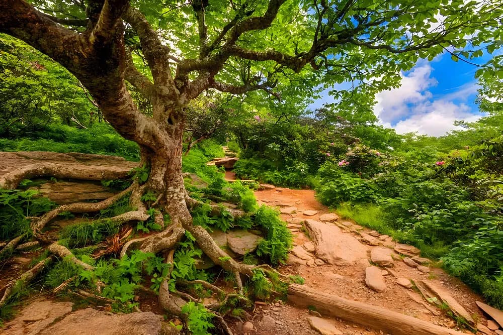 Jógový pobyt na 4 dny · Asheville, USA