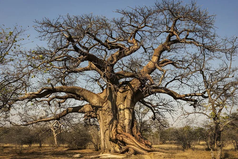 Wellness pobyt s detoxem na 8 dní · Musina, Jihoafrická republika