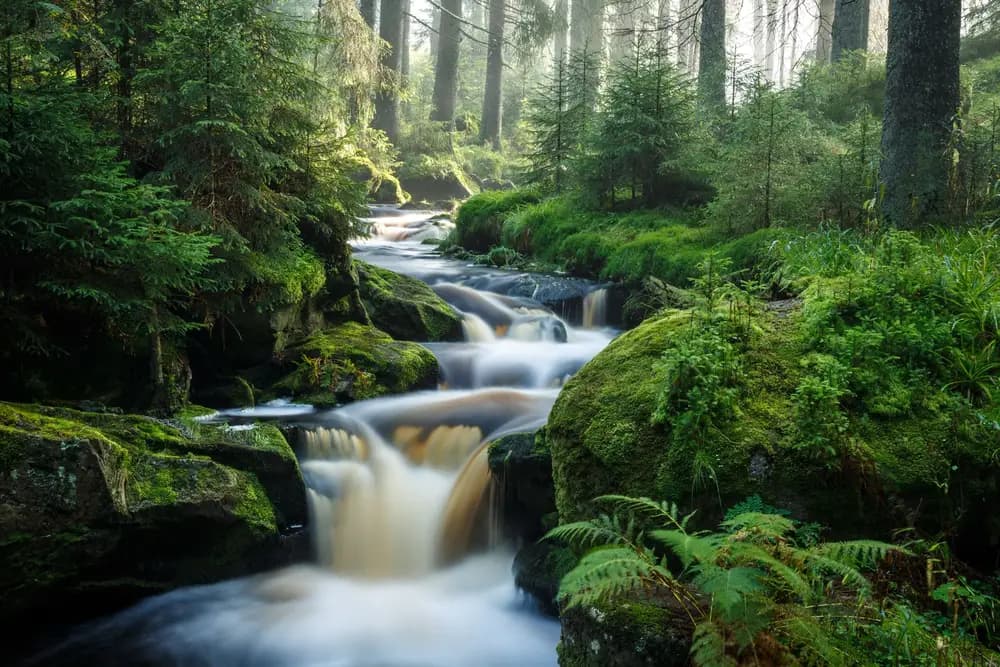 Ilustrační foto: Šumava